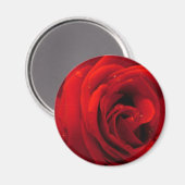 Rode rozenbloem magneet (Voorkant / Achterkant)