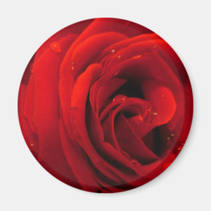 Rode rozenbloem magneet