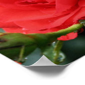 rode rozenbloem met regendruppels poster (Hoek)