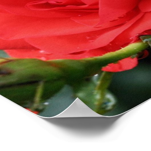rode rozenbloem met regendruppels poster (Hoek)