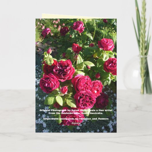 Rode rozenbloem Rozen Bloedbloem Dagelijkse Kaart (Achterkant)