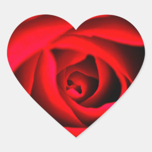 Rode rozenbloem Sticker