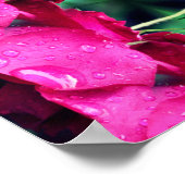 Rode rozenbloemen en regendruppels Abstract Poster (Hoek)