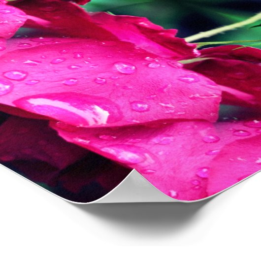 Rode rozenbloemen en regendruppels Abstract Poster (Hoek)