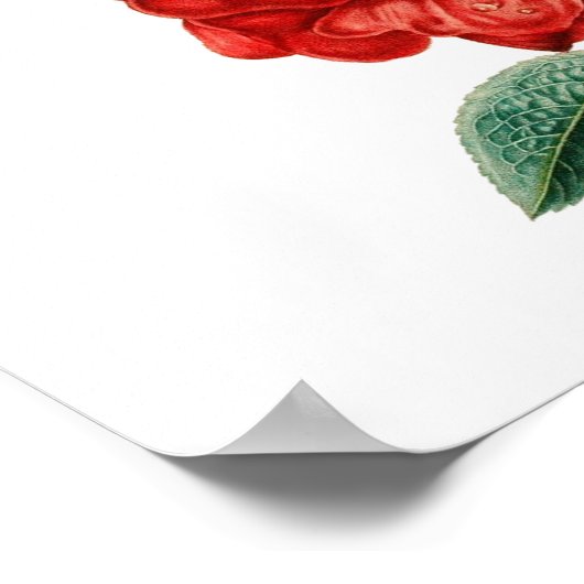 rode rozenillustratie Thunder_Cove Poster (Hoek)