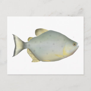 Rode Ruby Piranha Briefkaart