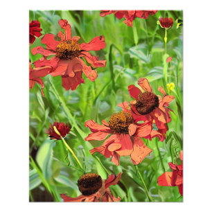 RODE RUDBECKIA BLOEMEN FOTO AFDRUK