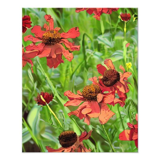 RODE RUDBECKIA BLOEMEN FOTO AFDRUK (Voorkant)
