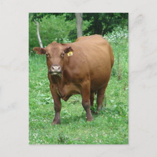 rode runderen briefkaart