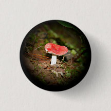 Rode Russula-paddenstoel