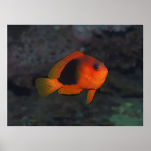 Rode Saddleback Anenomefish Poster