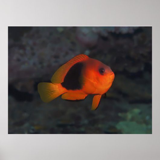 Rode Saddleback Anenomefish Poster (Voorkant)