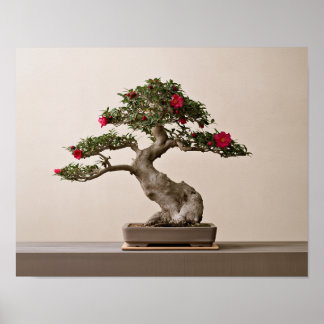 Rode Sasanqua Camellia Bonsai-kunstprint | Japans Poster