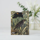 Rode scharnieren en nesten in Cattails Briefkaart (Staand voorkant)