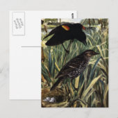 Rode scharnieren en nesten in Cattails Briefkaart (Voorkant / Achterkant)