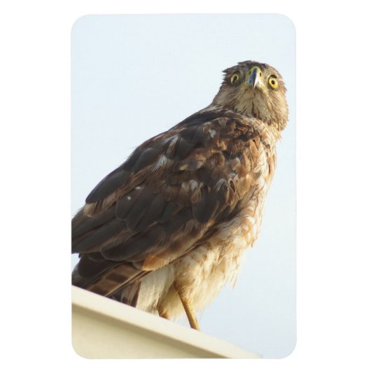 Rode schouder Hawk flexibele magneet (Verticaal)