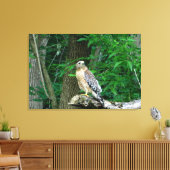 Rode schouder Hawk verpakt Canvas Print (Insitu (Woonkamer))