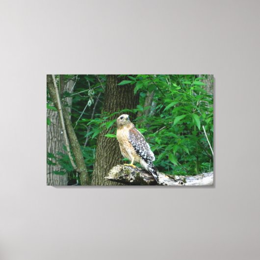 Rode schouder Hawk verpakt Canvas Print (Voorkant)