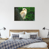 Rode schouder Hawk verpakt Canvas Print (Insitu (Slaapkamer))