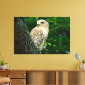 Rode schouder Hawk verpakt Canvas Print (Insitu (Woonkamer))