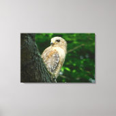 Rode schouder Hawk verpakt Canvas Print (Voorkant)