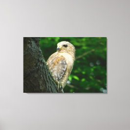Rode schouder Hawk verpakt Canvas Print