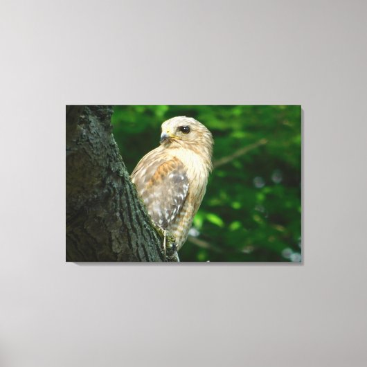 Rode schouder Hawk verpakt Canvas Print (Voorkant)