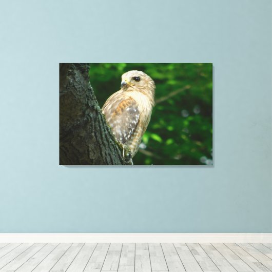 Rode schouder Hawk verpakt Canvas Print (Insitu (Houten vloer))