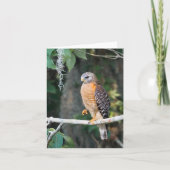 Rode schouderHawk-Kaart Kaart (Voorkant)