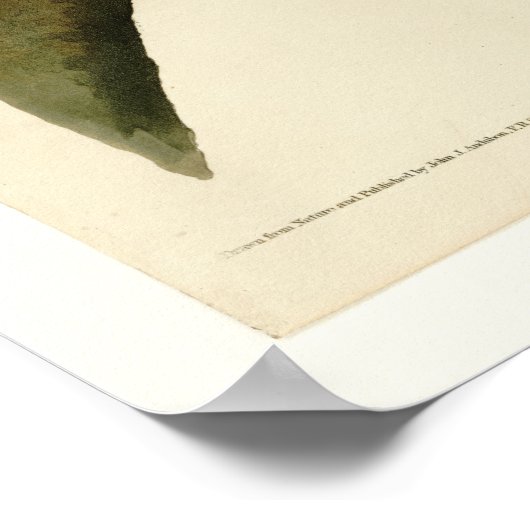 Rode schoudershavik poster (Hoek)