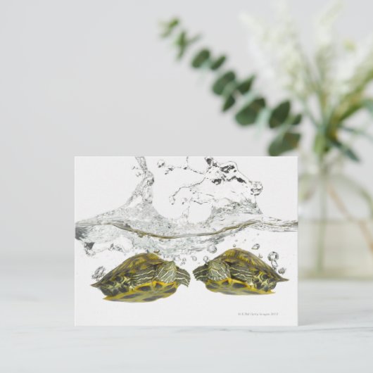 Rode schuifschildpadden briefkaart (Staand voorkant)