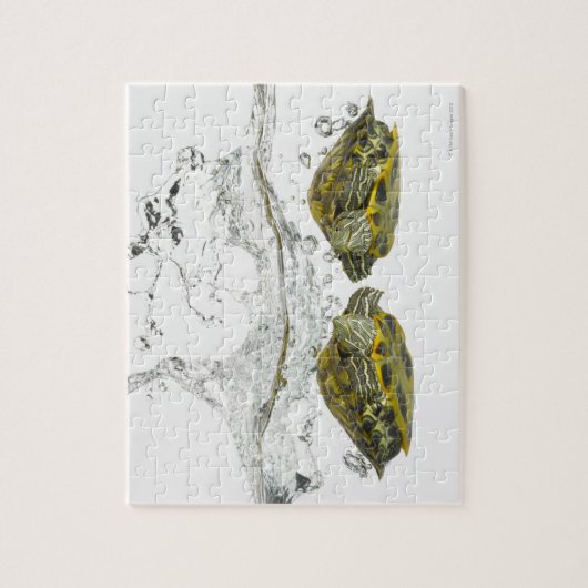 Rode schuifschildpadden legpuzzel (Verticaal)