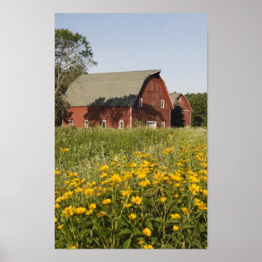 Rode schuur en gele wilde bloemen poster (Voorkant)
