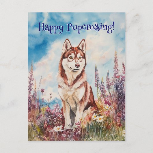 Rode Siberische Husky Postcrossing - Briefkaart (Voorkant)