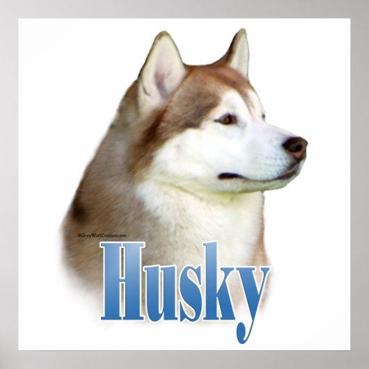 Rode Siberische Husky Poster (Voorkant)