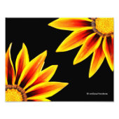 Rode Sinaasappel Kiss Golden Flame Gazanias Foto Afdruk (Voorkant)