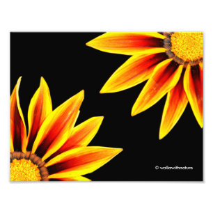 Rode Sinaasappel Kiss Golden Flame Gazanias Foto Afdruk