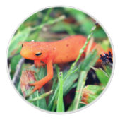 Rode Sinaasappel Salamander Natuur 1 Keramische Knop (Voorkant)