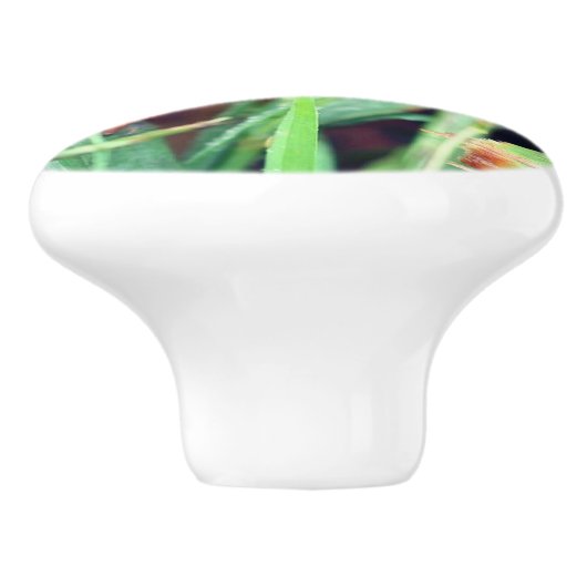 Rode Sinaasappel Salamander Natuur 1 Keramische Knop (Zijkant)