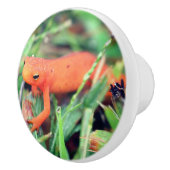 Rode Sinaasappel Salamander Natuur 1 Keramische Knop (Rechts)