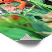 Rode Sinaasappel Salamander Natuur 1 Poster (Hoek)