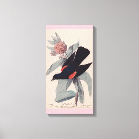 Rode slopende zwarte vogel van John James Audubon Canvas Afdruk (Voorkant)