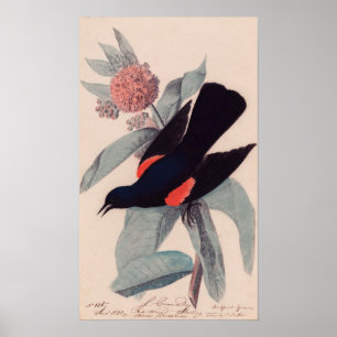 Rode slopende zwarte vogel van John James Audubon Poster
