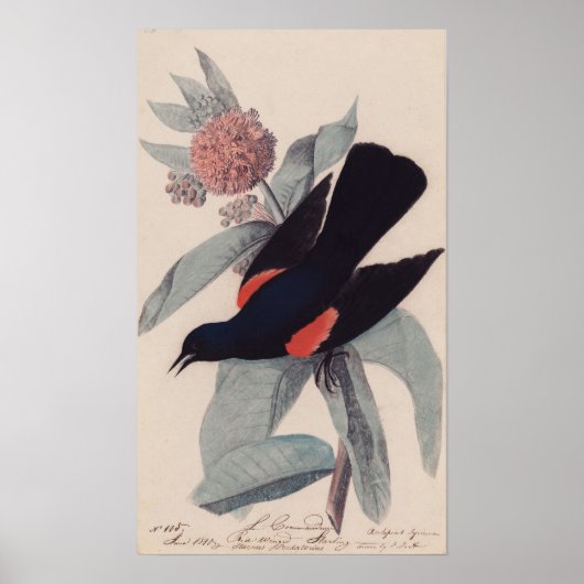 Rode slopende zwarte vogel van John James Audubon Poster (Voorkant)