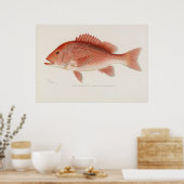 Rode snapper  kunst poster (Keuken)