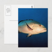 Rode Snapper van twee Vlek Briefkaart (Voorkant / Achterkant)