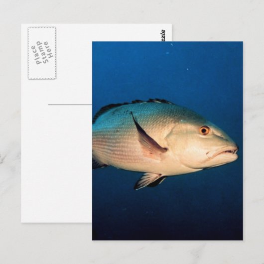 Rode Snapper van twee Vlek Briefkaart (Voorkant / Achterkant)