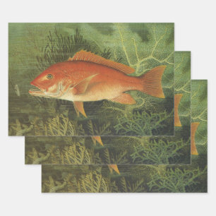 Rode Snapper Vis door Kilbourne, Vintage Zeeleven Inpakpapier Vel