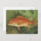 Rode Snapper Vis in de Oceaan, Marine Life Briefkaart (Voorkant / Achterkant)