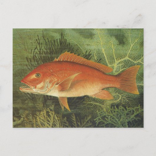 Rode Snapper Vis in de Oceaan, Marine Life Briefkaart (Voorkant)